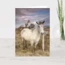 Recherche de connemara vœux cartes Poney