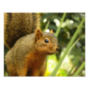 Recherche de écureuil gris posters Photographie de la nature