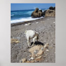 Search for white rock posters Seascape