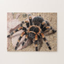 Search for spider puzzles Spooky