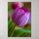 Recherche de pourpre de fleur posters Floral
