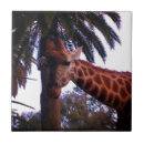 Search for palm tree tiles Photography
