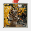 Search for trophy ornaments Buck
