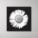 Search for black and white daisy canvas prints Botanical