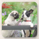 Recherche de chien carlin dessous de verres Chiot