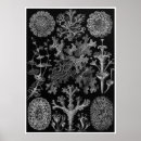 Recherche de plantations posters Kunstformen der natur