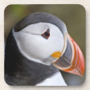 Search for puffin coasters Ralph h bendjebar