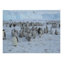 Recherche de troupeau posters Neige