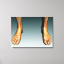 Recherche de pied humain posters Squelette