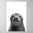 Recherche de otarie posters Océan
