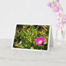 Search for ice plants Pink flowers
