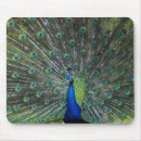 Search for tail feather mousepads Peacock