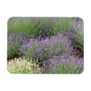 Recherche de parfum magnets Blanc