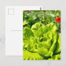 Recherche de coccinelles cartes postales Toute personne
