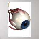 Recherche de oeil humain posters Vertical