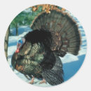 Search for wild turkeys stickers Wildlife