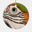 Search for macaw ornaments Pet