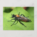 Search for flying insect postcards Nature
