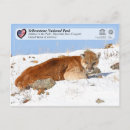 Recherche de cougar cartes postales Pomme