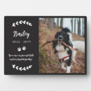 Search for hello pet supplies Favourite hello hardest goodbye