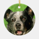 Search for australian cattle dog ornaments Dogs