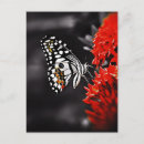 Recherche de butterfly cartes postales Flower