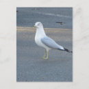 Search for gull postcards Wildlife