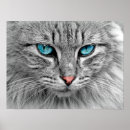 Search for blue eyed cat posters Animal