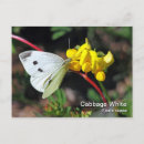 Search for cabbage photography Butterfly