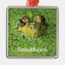 Recherche de ornement de grenouille ornements Amphibien