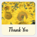 Search for sunflower fields stickers Sunflowers