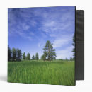 Search for pine binders Nature
