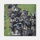 Search for dairies magnets Fence