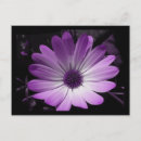 Recherche de marguerite violette cartes postales Floral