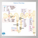 Recherche de physiologie posters Médical