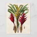 Recherche de heliconia cartes postales Nature