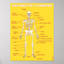 Search for animal bones posters Skeleton