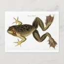 Search for frog illustration Vintage