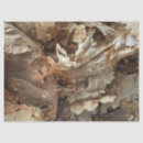 Search for tobacco leaf Cigar