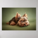 Search for yorkies art Puppy