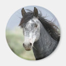 Search for dappled magnets Pony