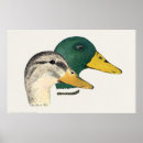 Search for drakes posters Ducks