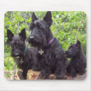 Search for scotch mousepads Scottish