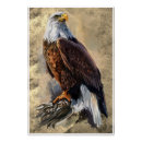 Search for eagle drawing art Animal