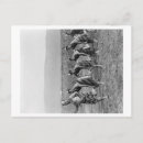Search for maoris postcards Lantern