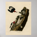 Recherche de audubon birds posters Woodpecker
