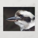 Recherche de oiseau australien cartes postales Photographie