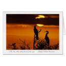 Search for anhinga Everglades