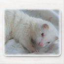 Recherche de albinos tapis souris Animal