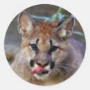 Search for puma stickers Nature